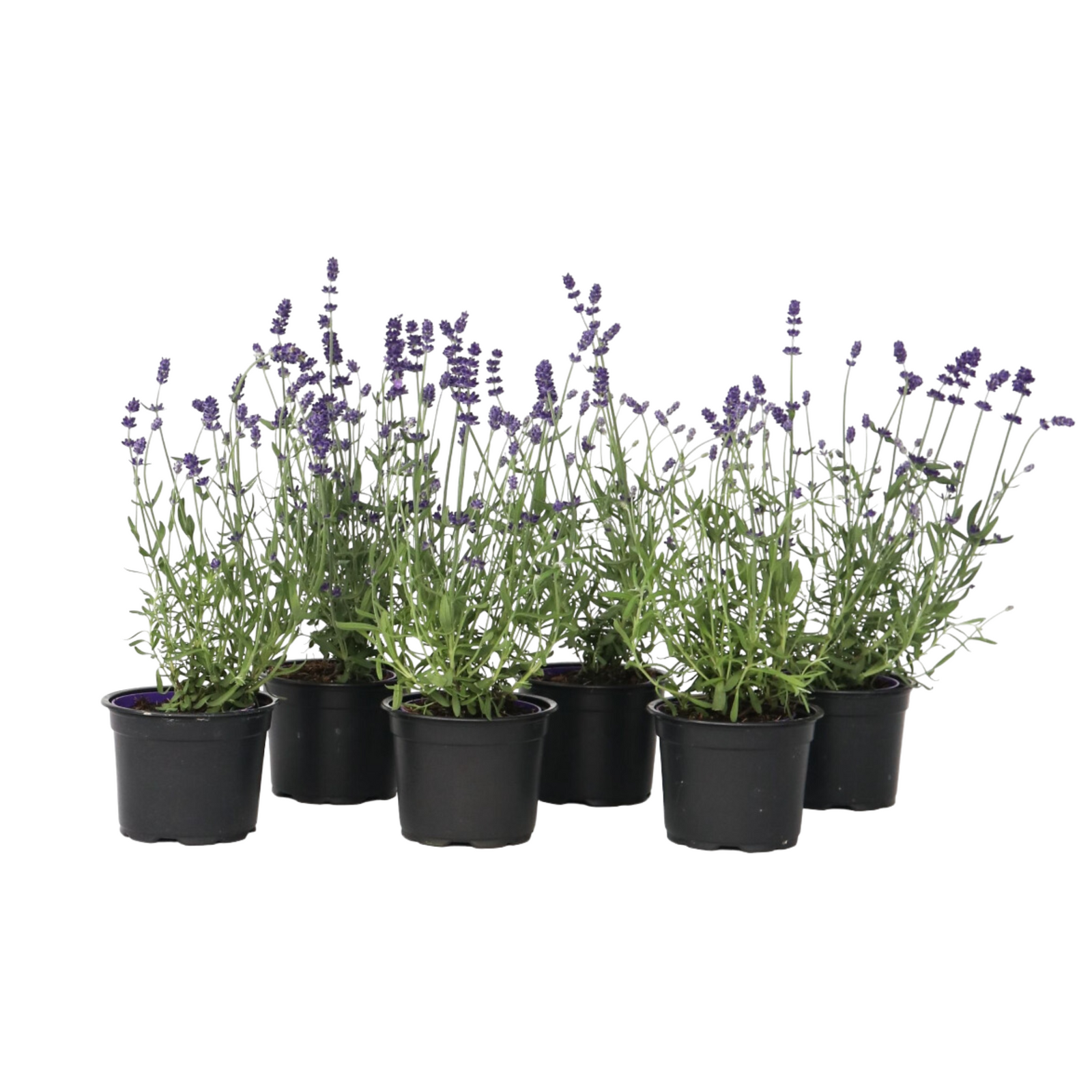 Lavender - Lavandula Angustifolia - Height 10-15cm - ⌀10,5cm | Set-of-6 | Purple