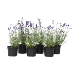 Lavender - Lavandula Angustifolia - Height 10-15cm - ⌀10,5cm | Set of 6 | Purple