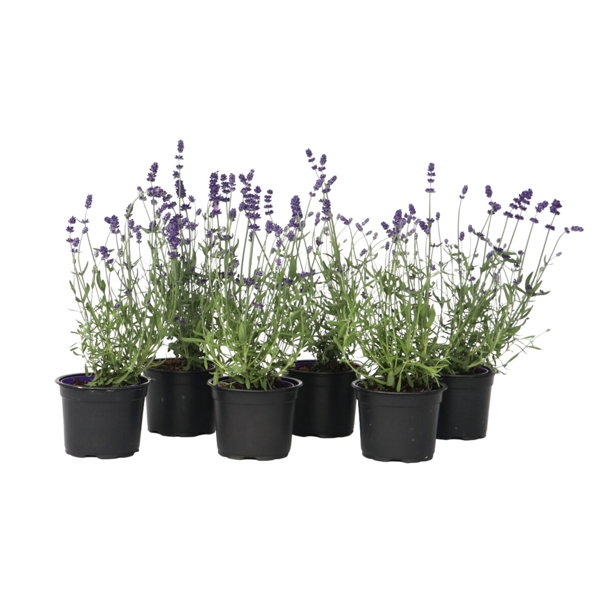 Lavender - Lavandula Angustifolia - Height 10-15cm - ⌀10,5cm | Set of 6 | Purple