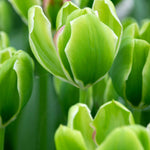 Hayloft Tulipa Green Power - 15 Bulbs