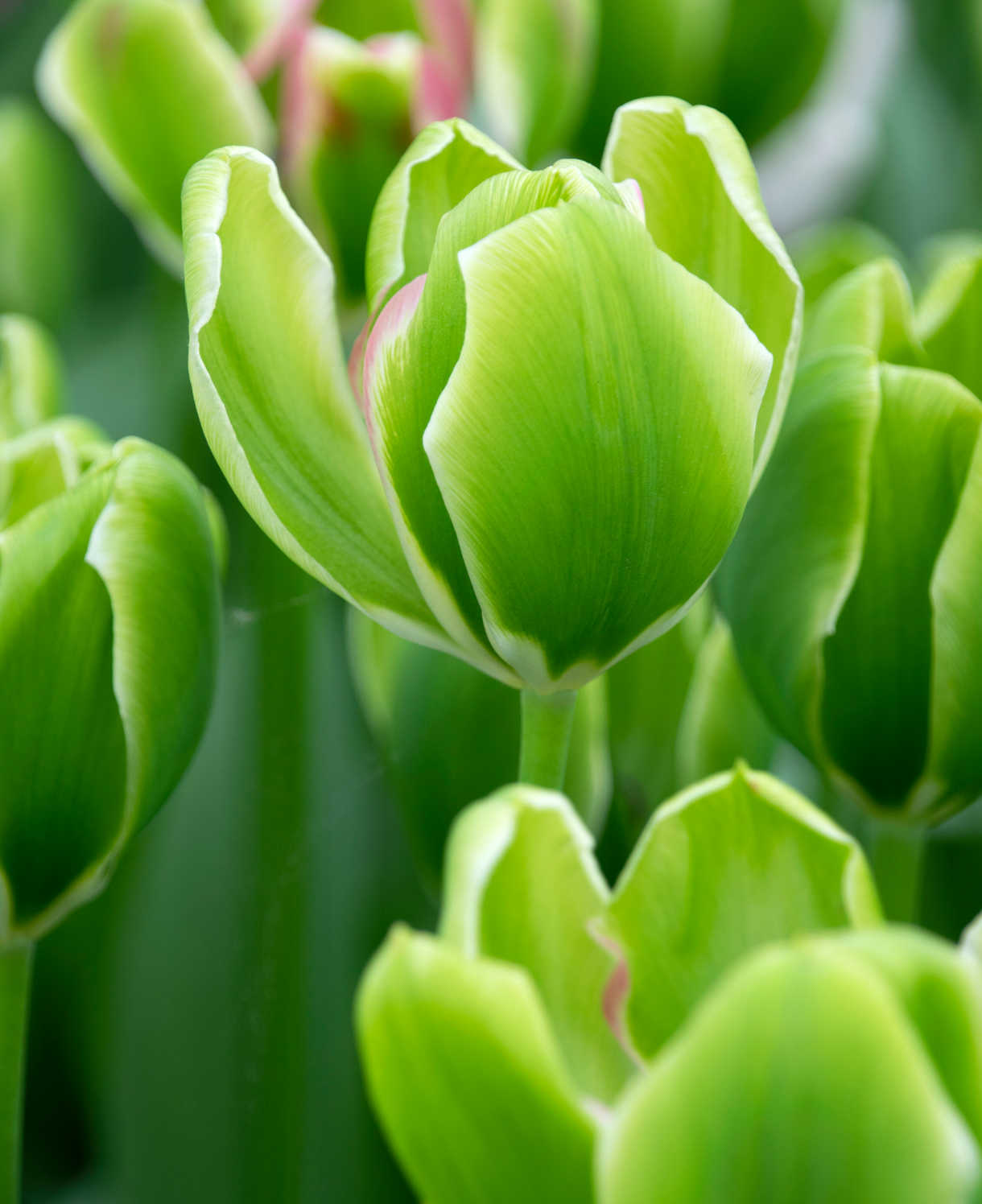 Hayloft Tulipa Green Power - 15 Bulbs
