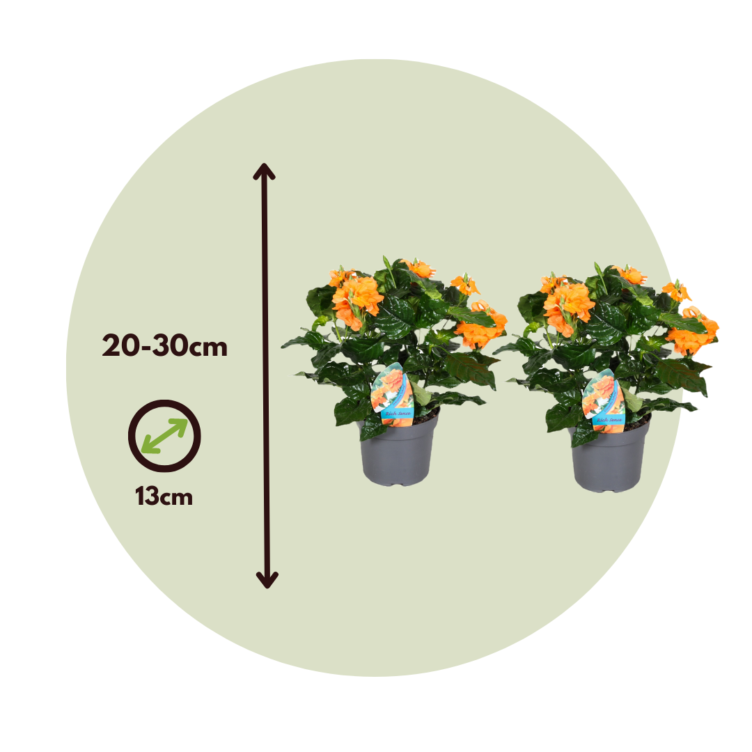 Firecracker Flower - 2 Pcs. - Crossandra 'fortuna' - Height 20-30cm - ⌀13cm | Set of 2 | Orange