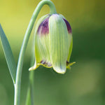 Fritillaria Acmopetala Bulbs | 10 x Bulbs | Green