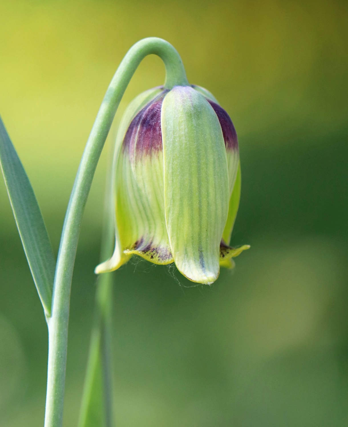 Fritillaria Acmopetala Bulbs | 10 x Bulbs | Green