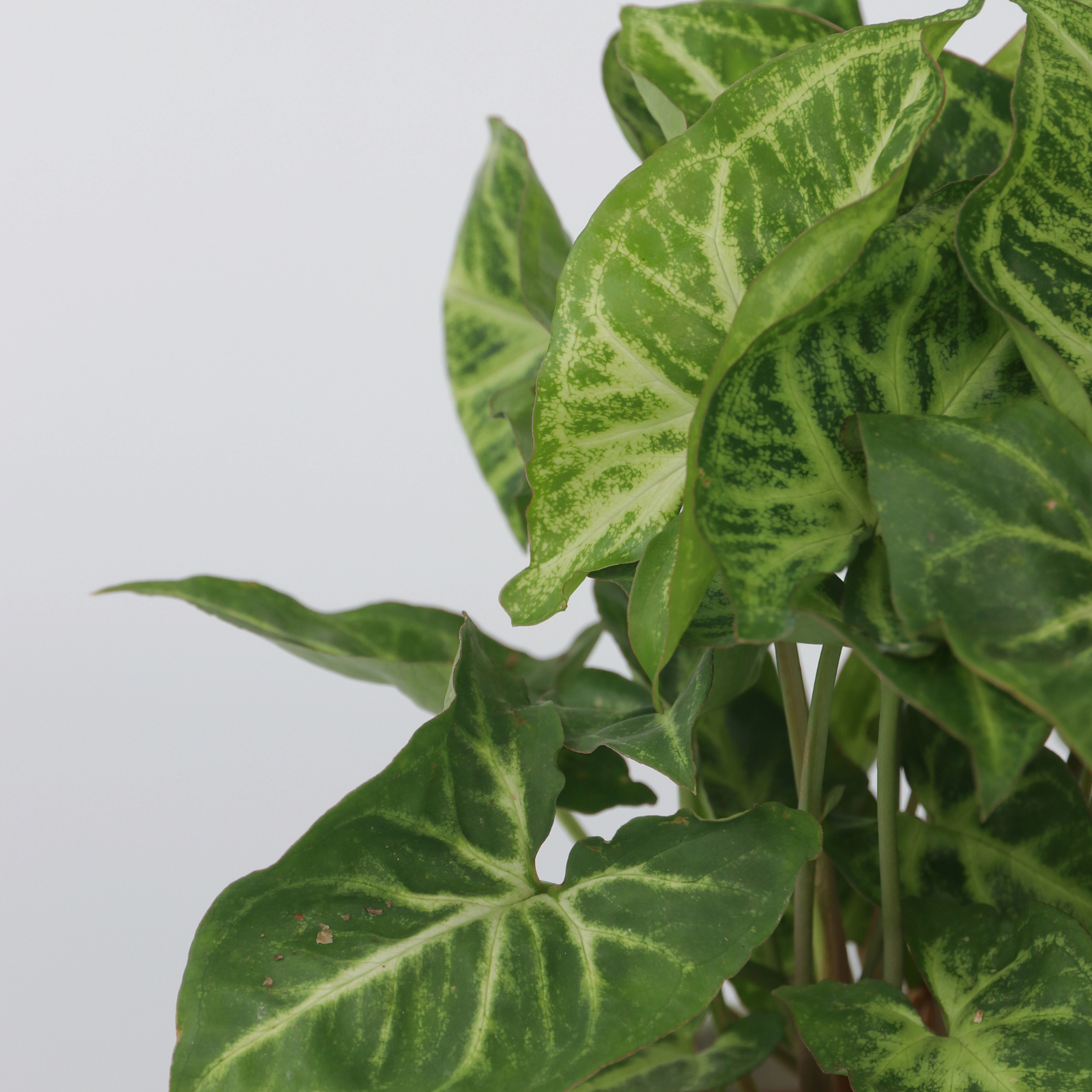Arrowhead Plant Red Heart - 3 Pcs. - Syngonium 'pixie' - Height 25-40cm - ⌀12cm | Set of 3 | Green