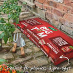 Cordon Tomato 'sungold' Jumbo Plugs | Set of 6