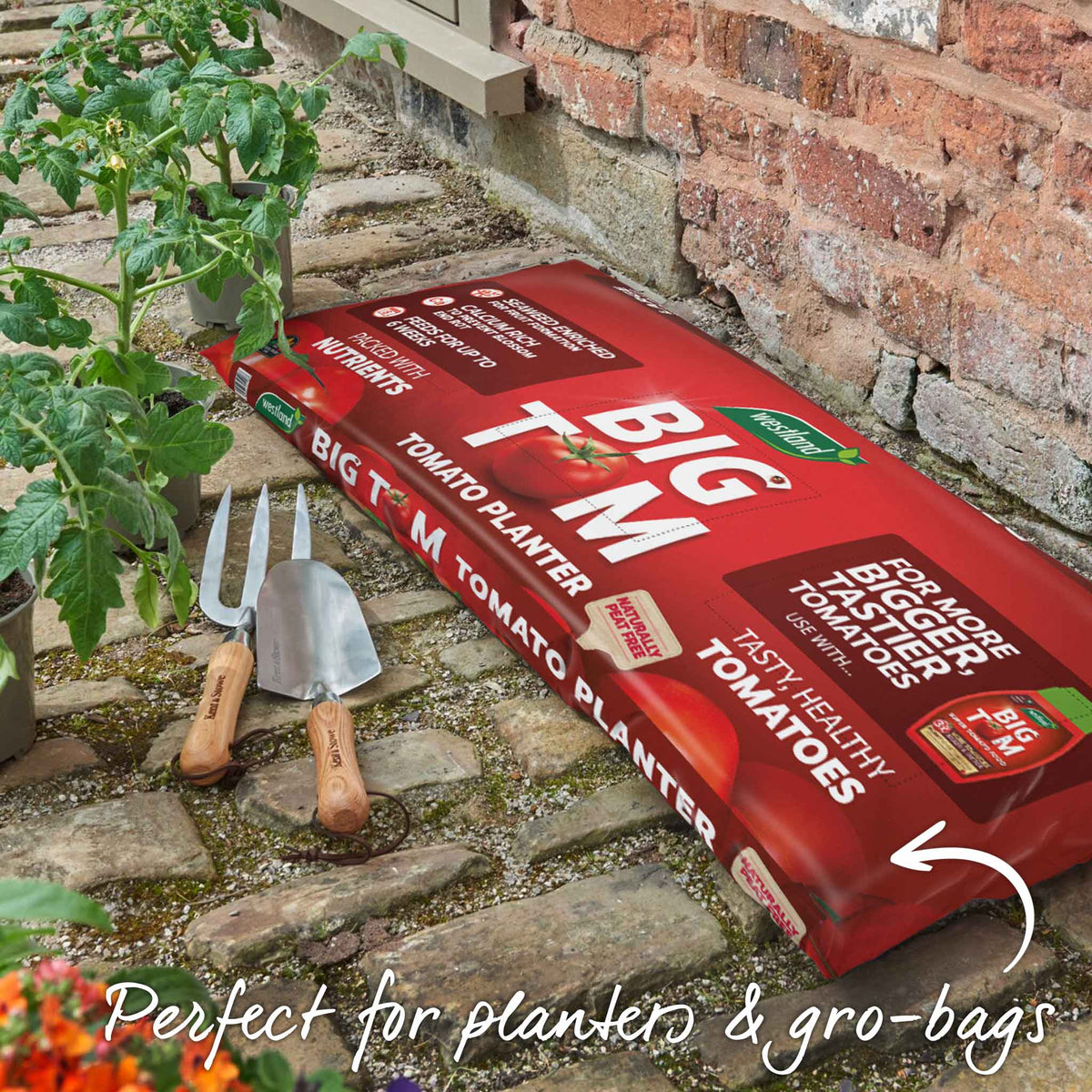 Cordon Tomato Plant 'gardeners Delight' 9cm Plants | Set of 6