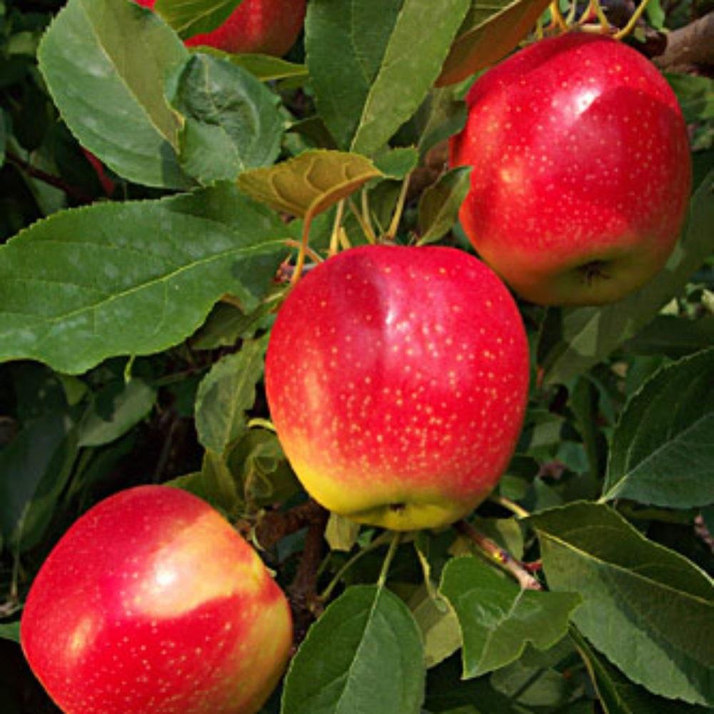 Malus Gala Apple Fruit Tree 4-5ft Mm106 Red Juicy & Sweet