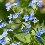 Hayloft Brunnera Macrophylla Blue Ocean - 3 x 9cm Pots