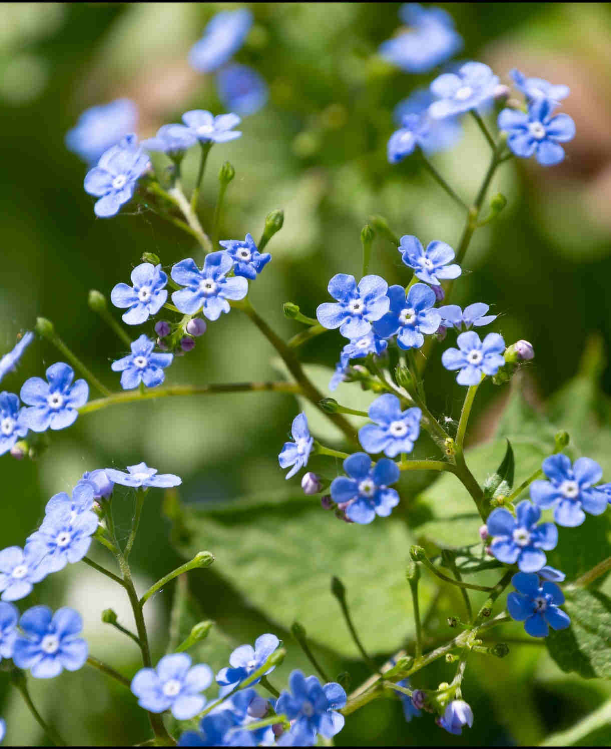 Hayloft Brunnera Macrophylla Blue Ocean - 3 x 9cm Pots