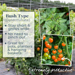 Tomato Seeds Orangeto F1 | 8 Seeds