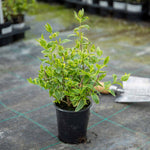 Abelia Radiance Variegated Evergreen Shrub | 1 x 3L | Green & White