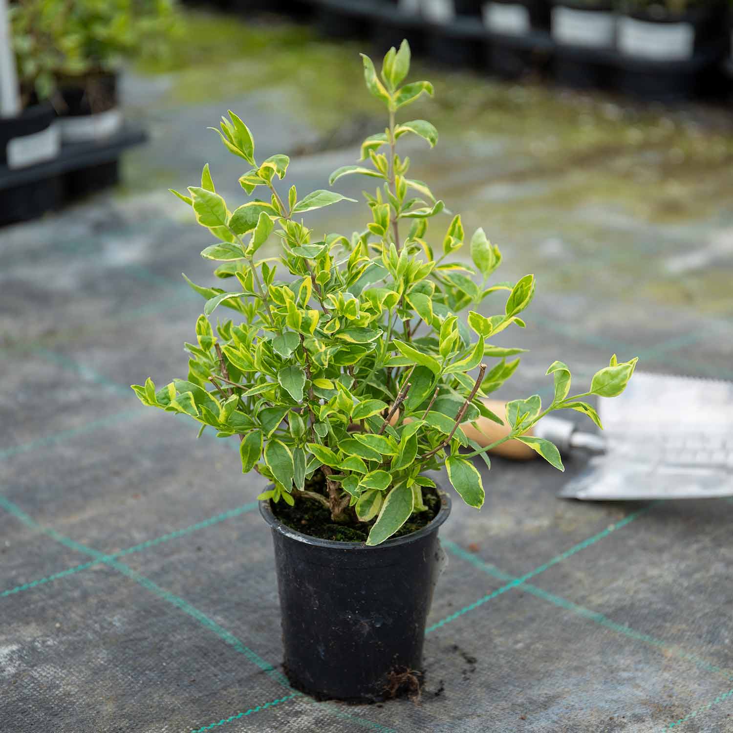 Abelia Radiance Variegated Evergreen Shrub | 1 x 3L | Green & White