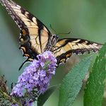 Buddleja Davidii Grand Cascade - 9cm pots | 3 x 9cm | Purple