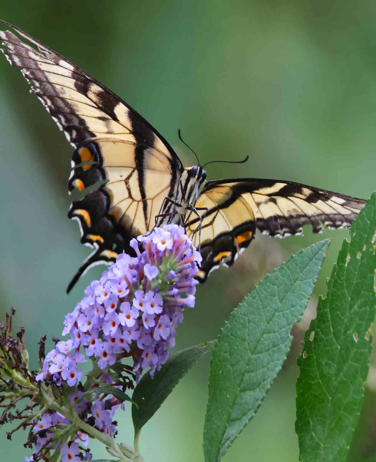 Buddleja Davidii Grand Cascade - 9cm pots | 3 x 9cm | Purple