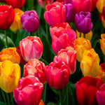 Thompson & Morgan Tulip Giant Collection 40 Bulbs