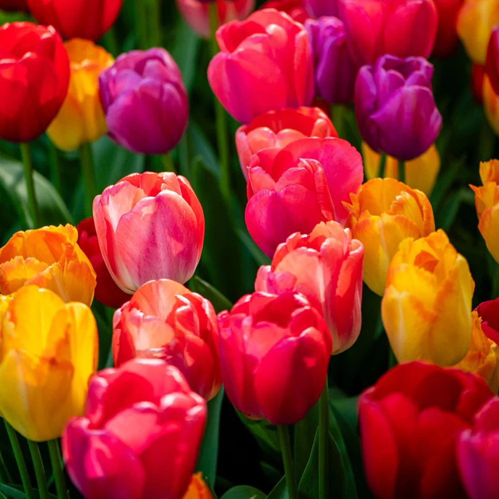 Thompson & Morgan Tulip Giant Collection 40 Bulbs