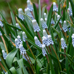 Hayloft Muscari Armeniacum Julia - 30 x Bulbs