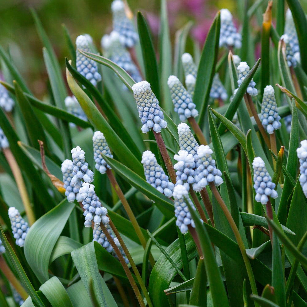 Hayloft Muscari Armeniacum Julia - 30 x Bulbs