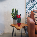 Snake Plant Velvet Touch - Sansevieria Cylindrica - Height 20-40cm - ⌀9cm | Red