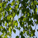 Betula Pendula Youngii Weeping Birch Tree 6ft Tall Supplied In A 12 Litre Pot
