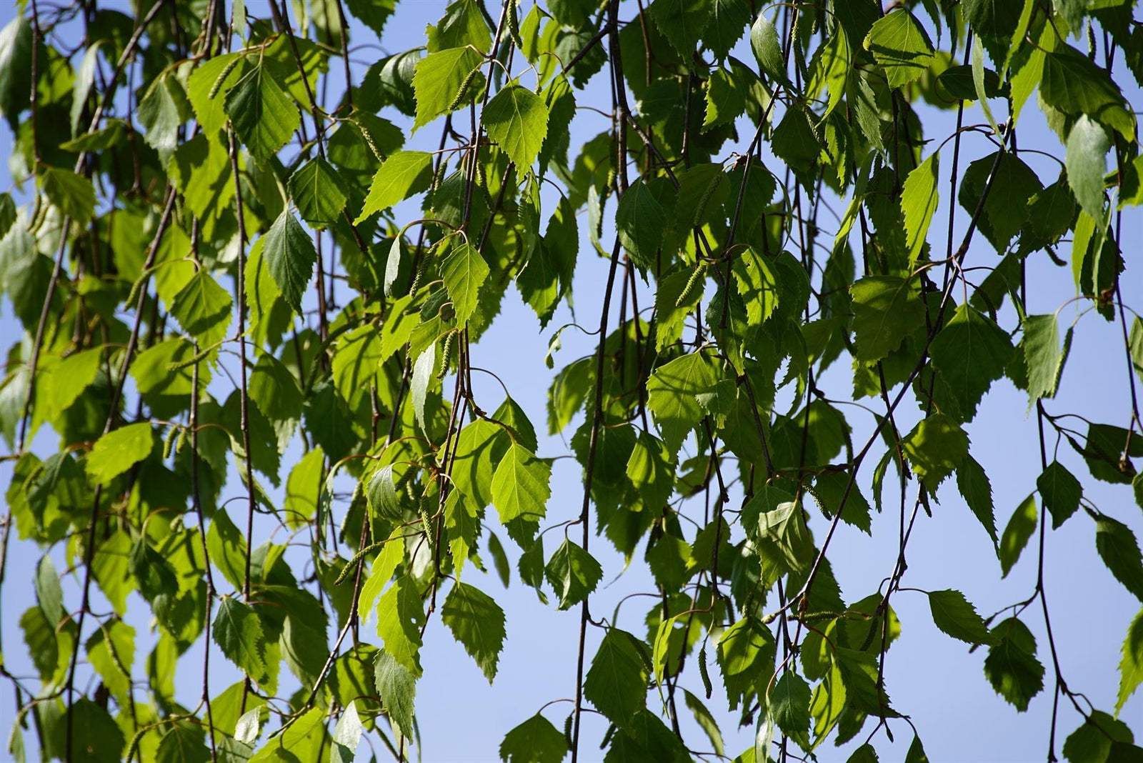 Betula Pendula Youngii Weeping Birch Tree 6ft Tall Supplied In A 12 Litre Pot