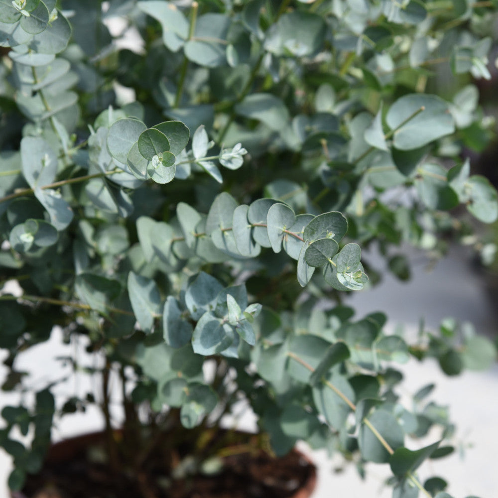 Eucalyptus Gunnii France Bleu - Dwarf Gum Tree - 8cm Pot | Set of 1 | Antique White