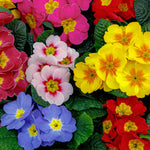Primula Mix - 5 Plants In 9cm Pots