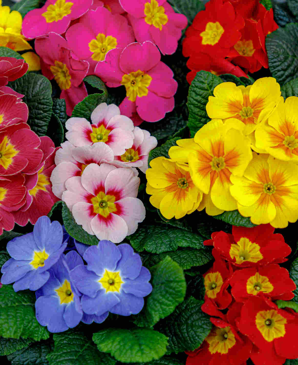 Primula Mix - 5 Plants In 9cm Pots