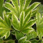 Fatsia Japonica 'spider's Web' Plant | 1 x 9cm | Green & White