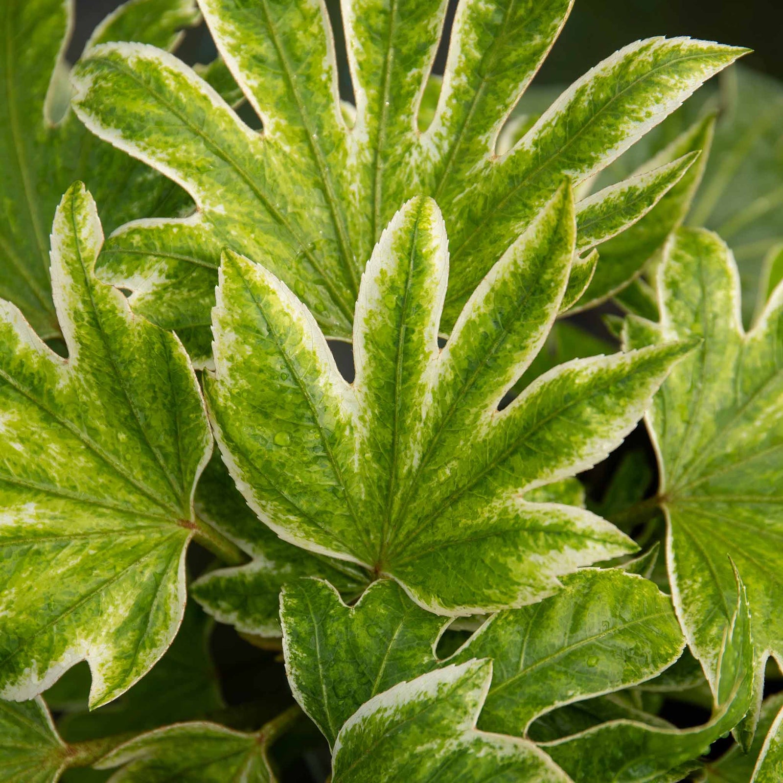 Fatsia Japonica 'spider's Web' Plant | 1 x 9cm | Green & White
