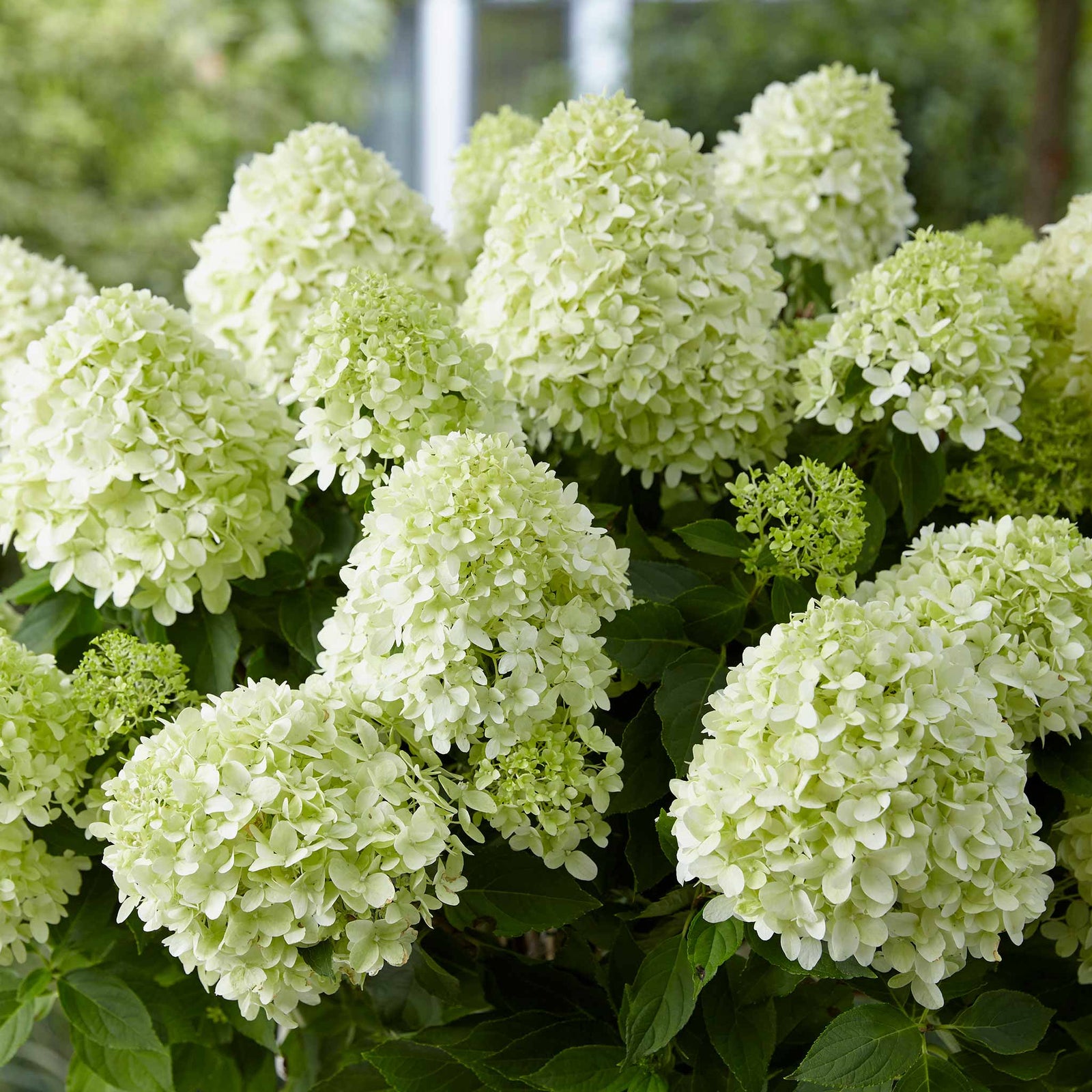 Hydrangea Paniculata 'little Spooky', Dwarf 50 Cm Shrub For Shade | 1 x 9cm | Green
