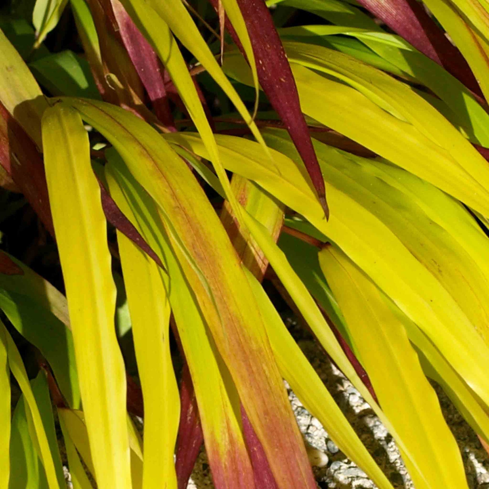 Hakonechloa 'sunflare' Plant, Chartreuse-yellow Foliage | 3 x 7cm Plants | Chartreuse