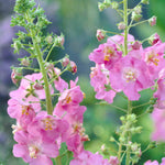 Everlasting Perennial Collection - plug plants | Set of 10 | Multi