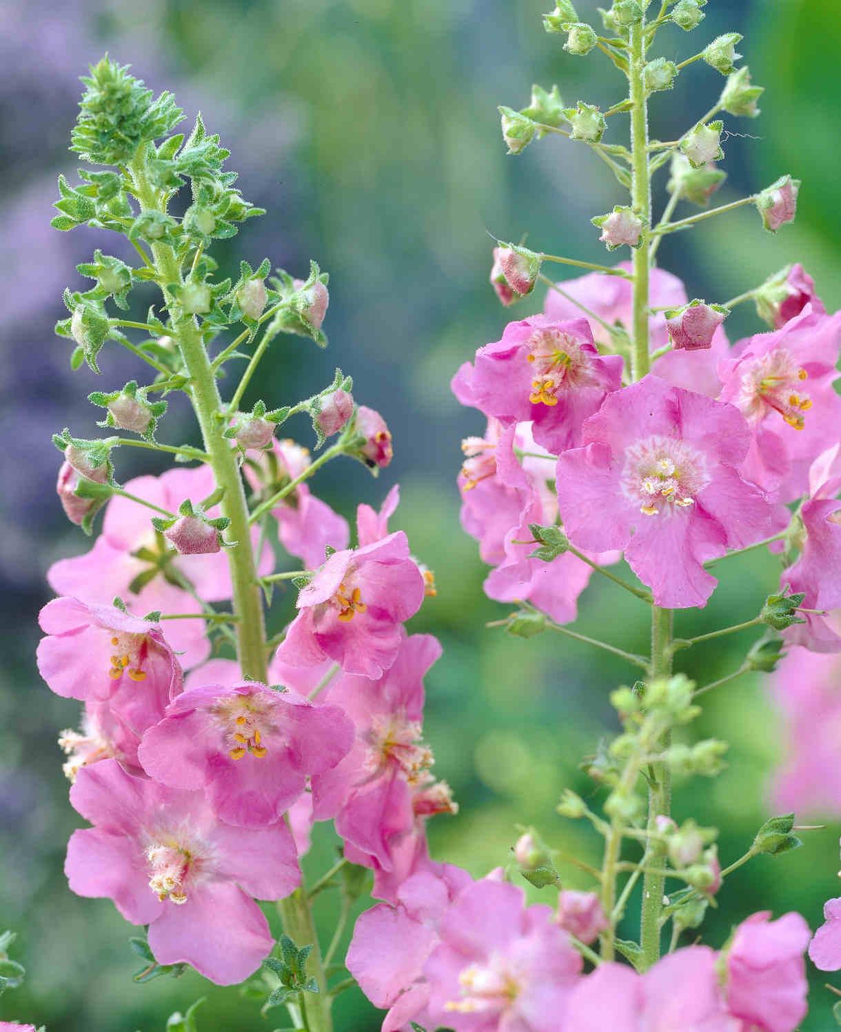 Everlasting Perennial Collection - plug plants | Set of 10 | Multi