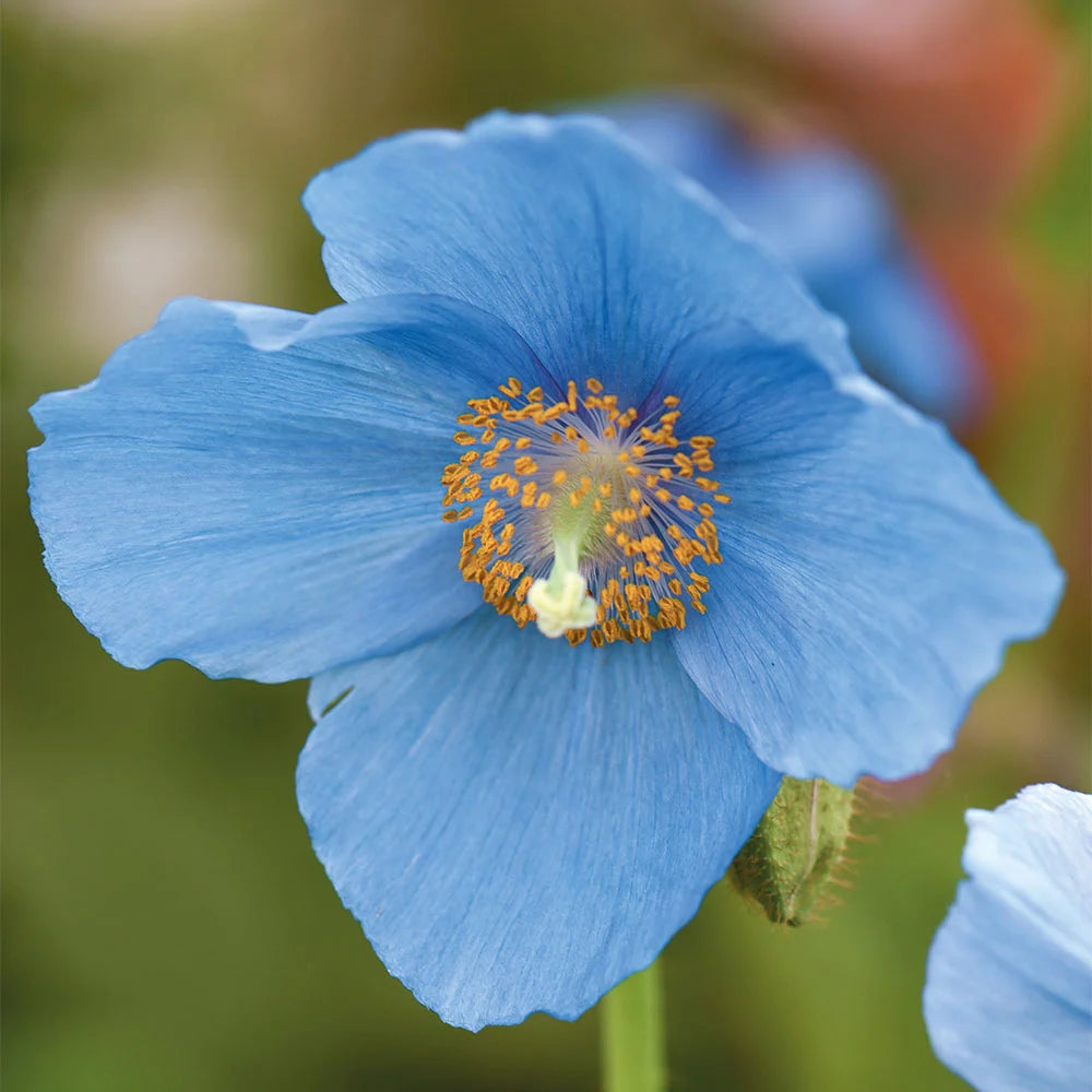 Blue Poppy Meconopsis Lingholm | 4 x Jumbo Plug Plants