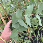 Eucalyptus Urnigera Evergreen Tree 5-6ft Large Supplied In A 5 Litre Pot