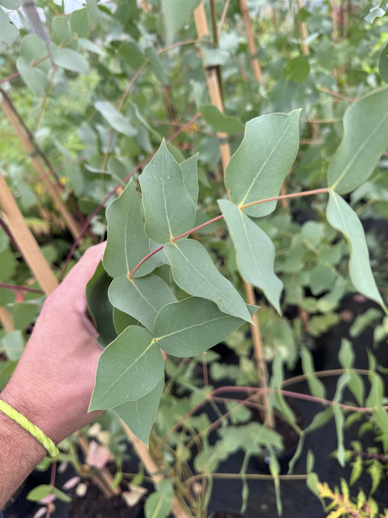 Eucalyptus Urnigera Evergreen Tree 5-6ft Large Supplied In A 5 Litre Pot