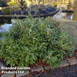 Sarcococca Winter Gem 9cm Pot | Set of 2