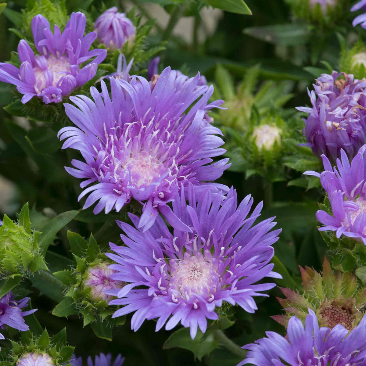 Stokesia 'mel's Blue' Compact Lavender-blue Perennial | Set of 1 | Lavender