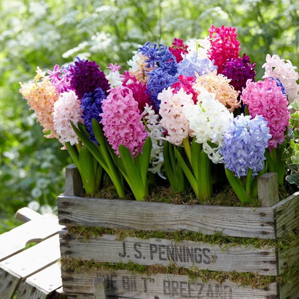 Thompson & Morgan Hyacinth Breeders Selection - 16 Bulbs