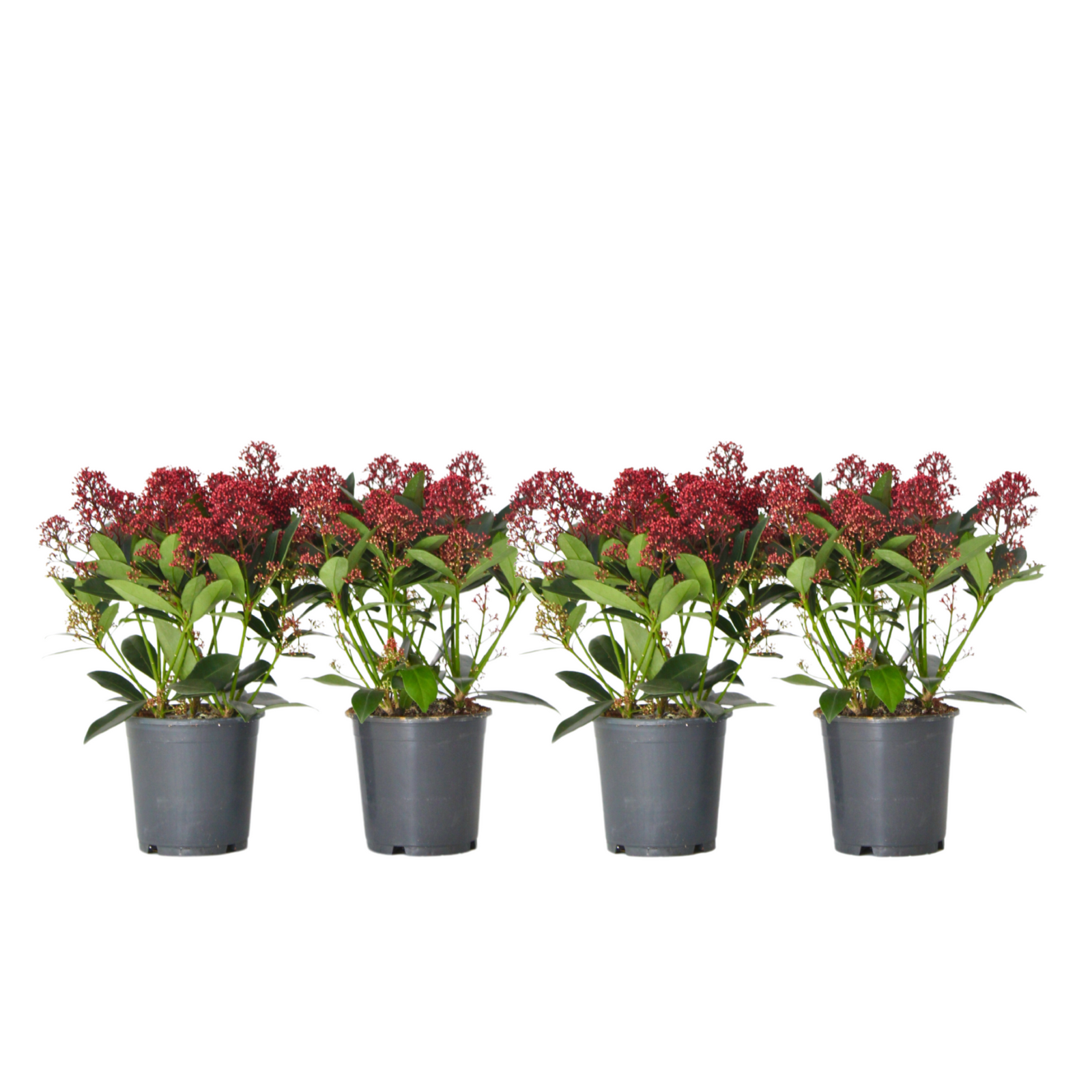 Japanese Skimmia - Skimmia Japonica 'Rubella' - Height 35-45cm - ⌀15cm | Set-of-4 | Red