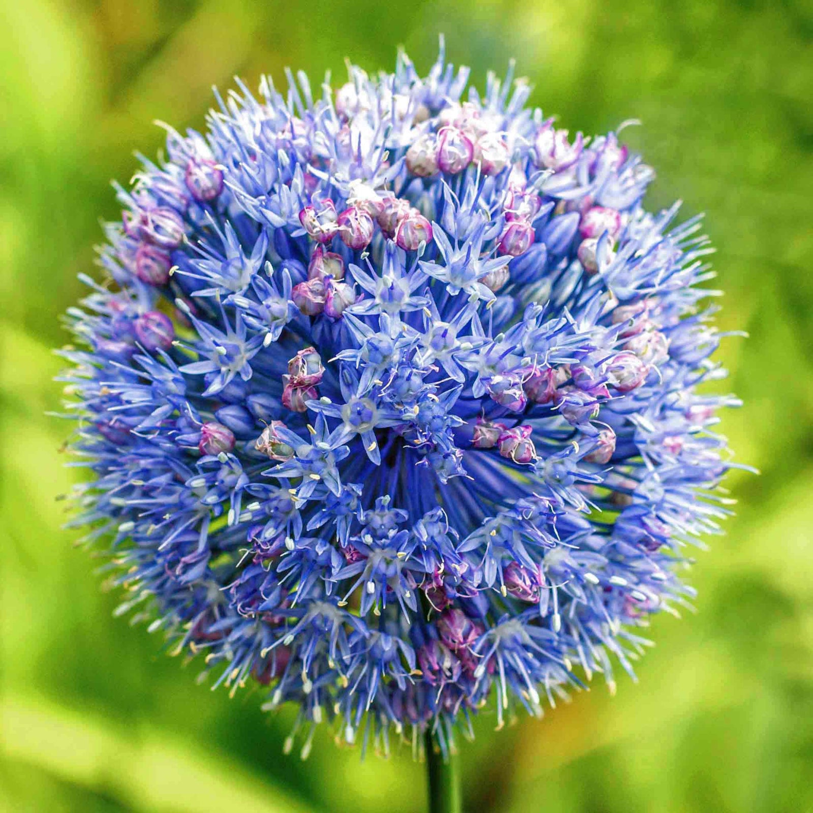 Allium 'caeruleum' — Bright Blue Flowerheads, 60cm | 20 x Bulbs | Blue