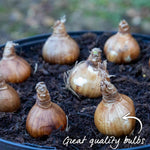 Dwarf Daffodil Mix | 25 x Bulbs | Multi