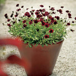 Cosmos 'chocamocha', Chocolate-scented Deep Mahogany-red, 30cm | 1 x 9cm