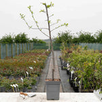 Plum 'victoria' 3m - Self-fertile, St Julien A Rootstock | 1 x 5L Espalier | Purple