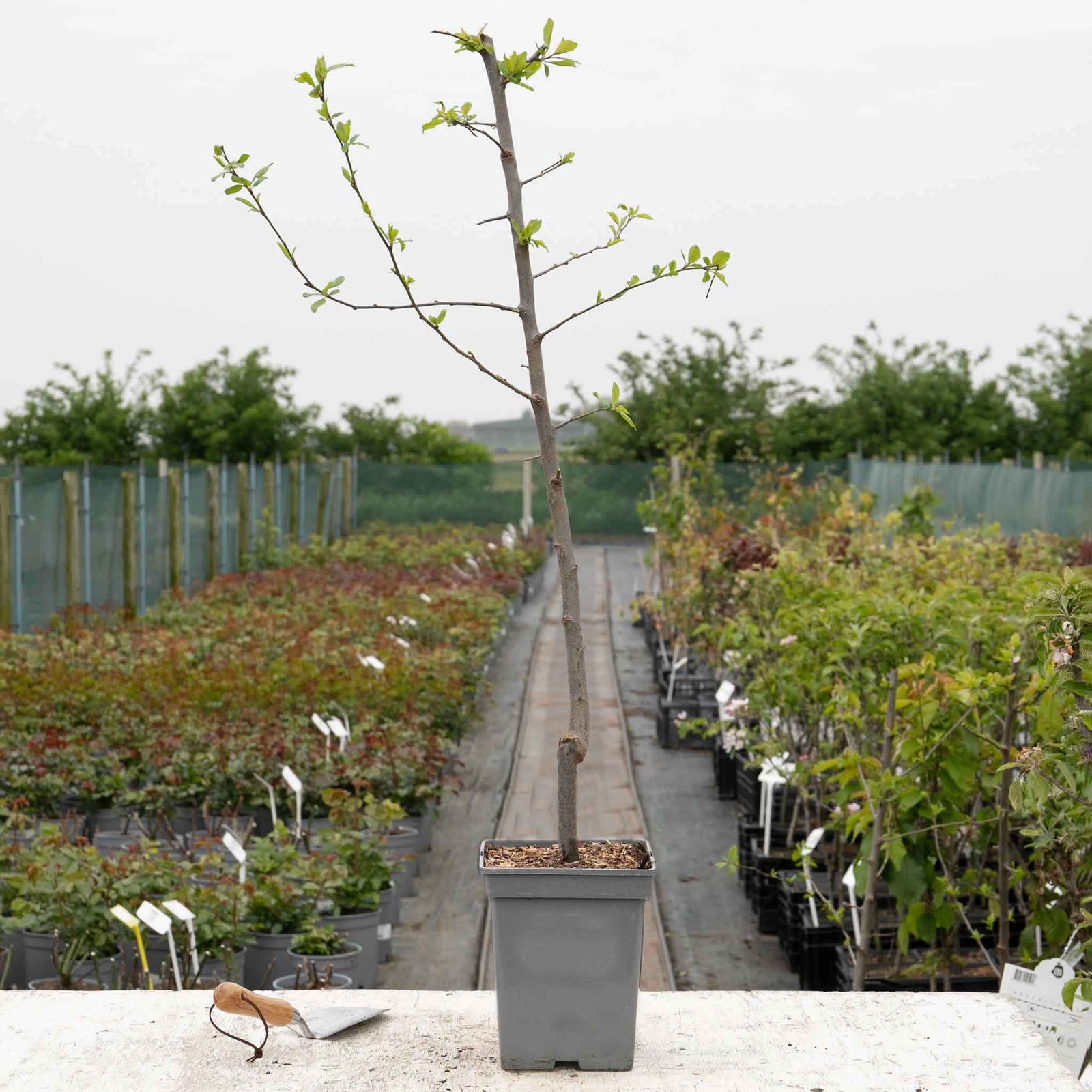Plum 'victoria' 3m - Self-fertile, St Julien A Rootstock | 1 x 5L Espalier | Purple