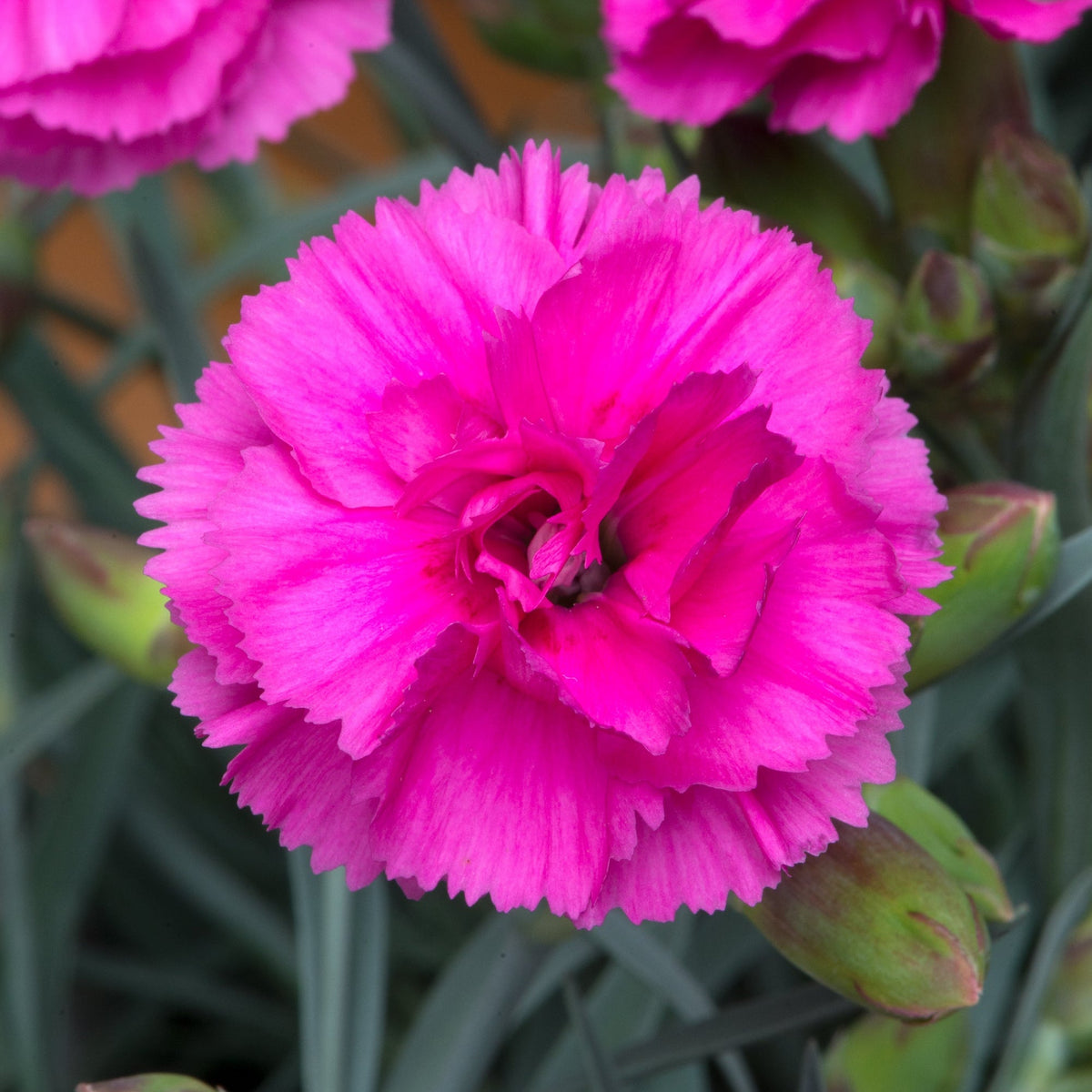 Dianthus 'pinks Scent First Tickled Pink' - Fragrant Compact Perennial For Pots And Borders Plug Plants | Set of 6 | Pink