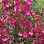 Penstemon 'pensham Amelia Jayne' Deep Pink Perennial For Borders & Containers | 6 x Jumbo Plugs | Deep Pink