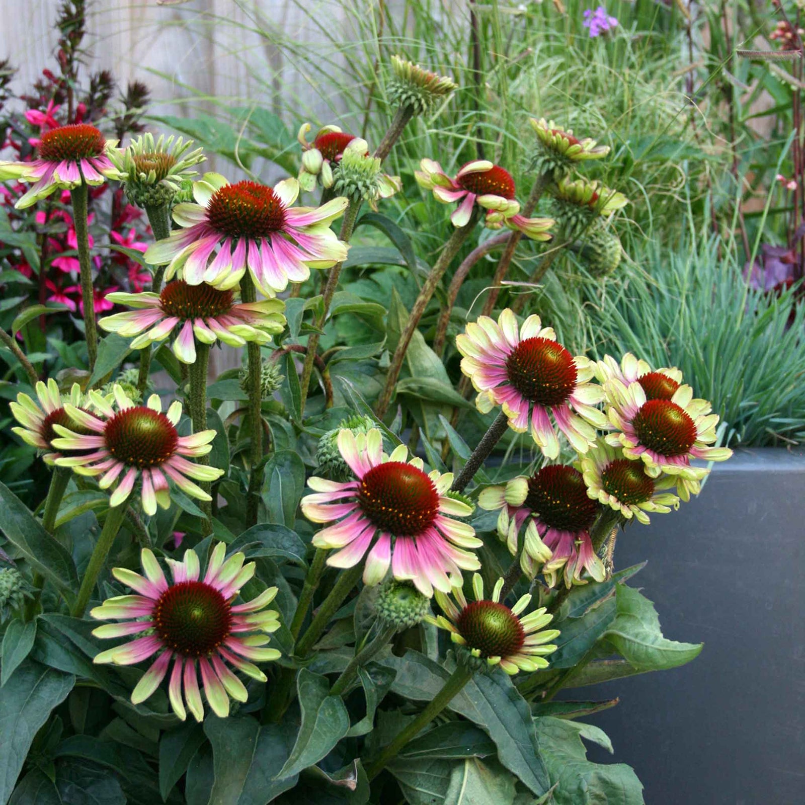 Echinacea 'green Twister' - Two-tone Pollinator-friendly Perennial | 3 x 9cm